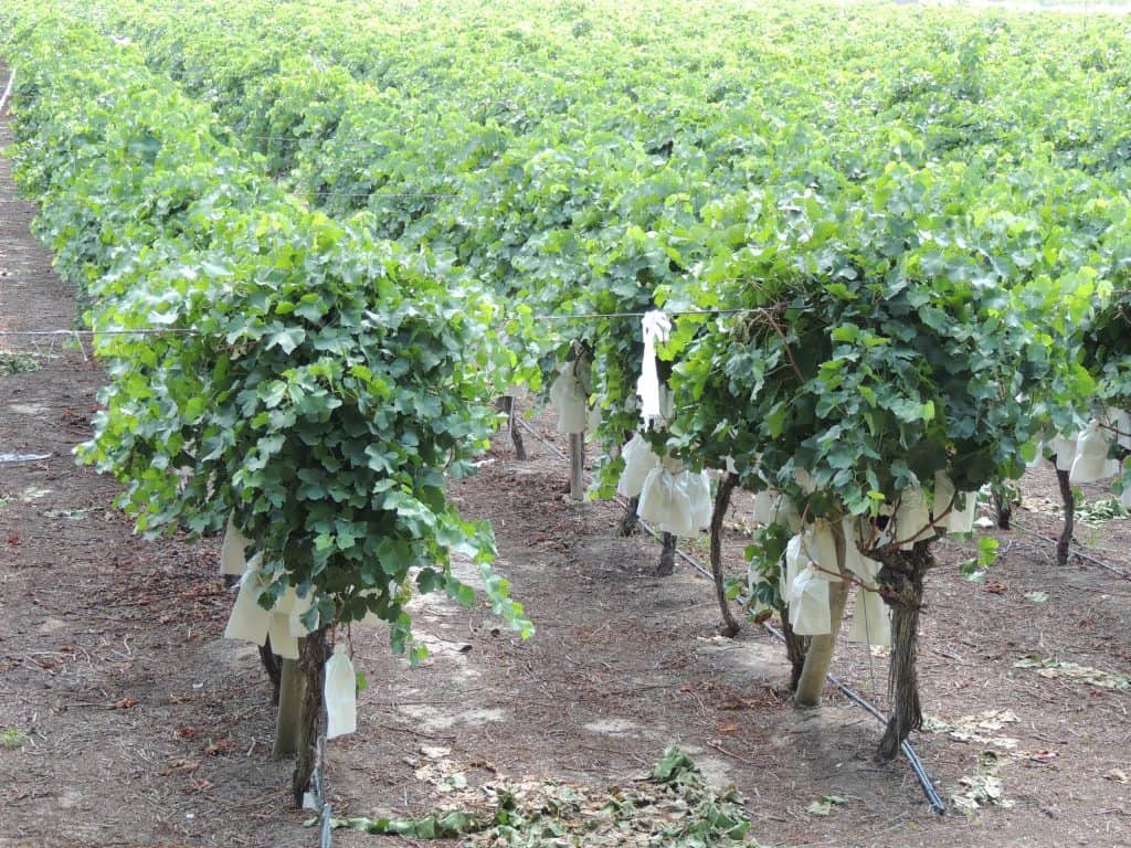 Vineyard in Novelda